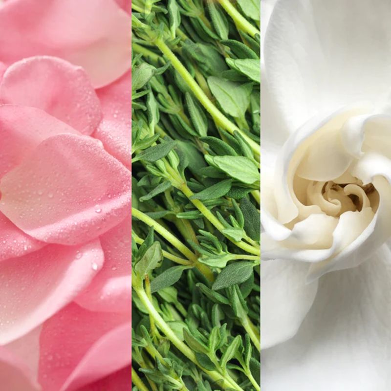 rose--3